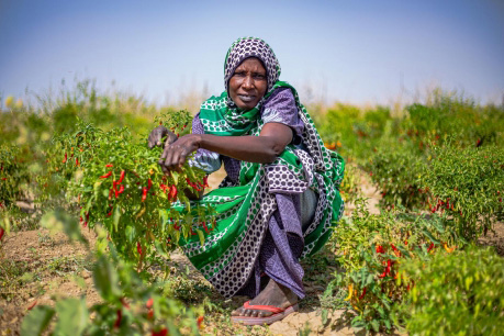 In the Far North region of Cameroon, FAO is helping communities prepare for and anticipate potential climatic hazards and responding to crises that affect food and nutrition security. ©FAO A woman squats in a field showing her crop.