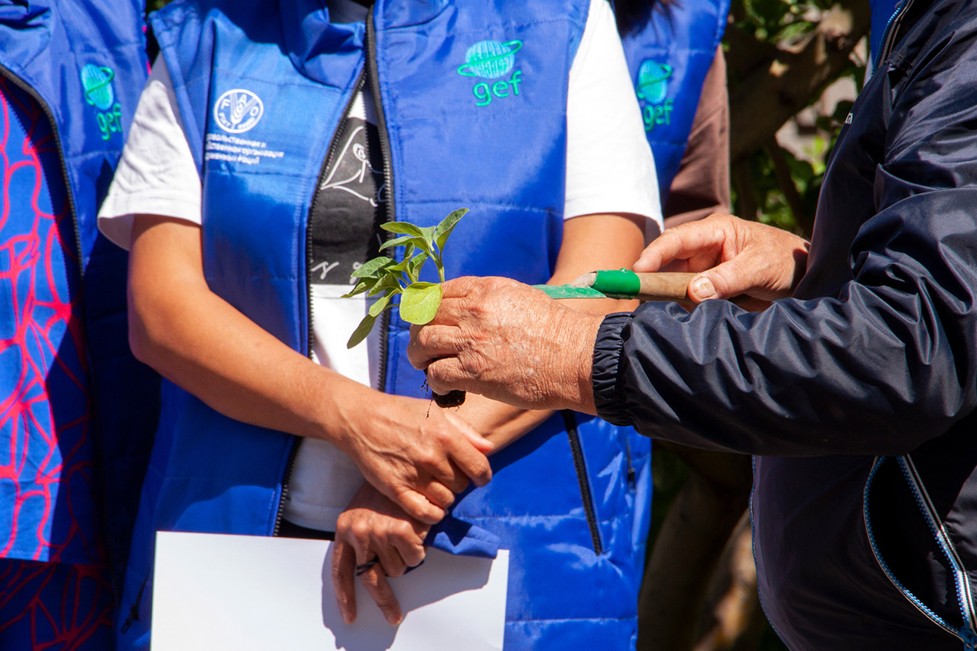 Lien vers le site de la FAO Gros plan des mains d'une femme tenant un légume cultivé dans une serre.
