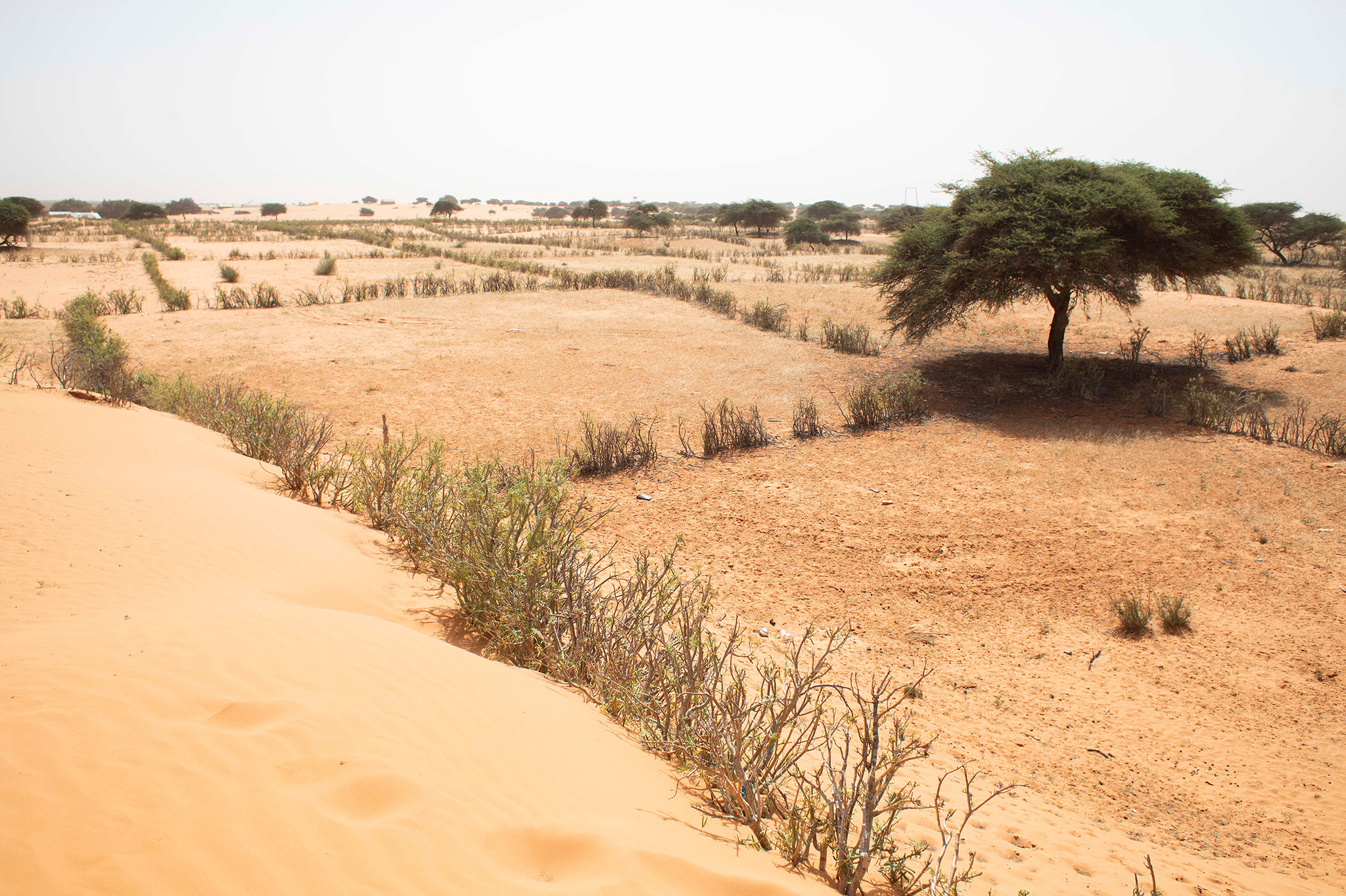 lien vers le site de la FAO Une parcelle de restauration des sols dans le désert