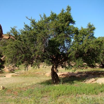 An argan tree in a valley near Tafraoute, Morocco. Photo: Bjørn Christian Tørrissen/Wikimedia Commons An argan tree in a valley near Tafraoute, Morocco. Photo: Bjørn Christian Tørrissen/Wikimedia Commons