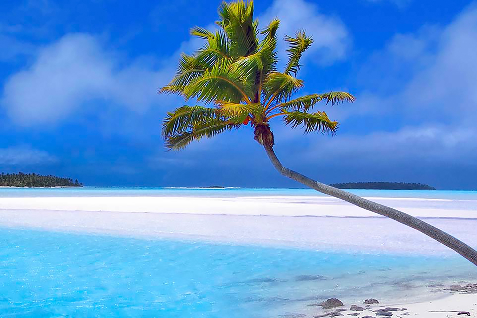 South Pacific landscape with white sand beaches and a palm tree.