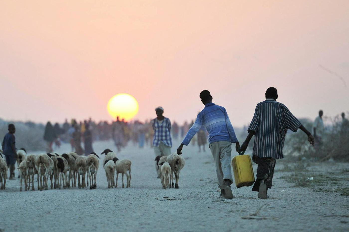sheep farmers in barren landscape