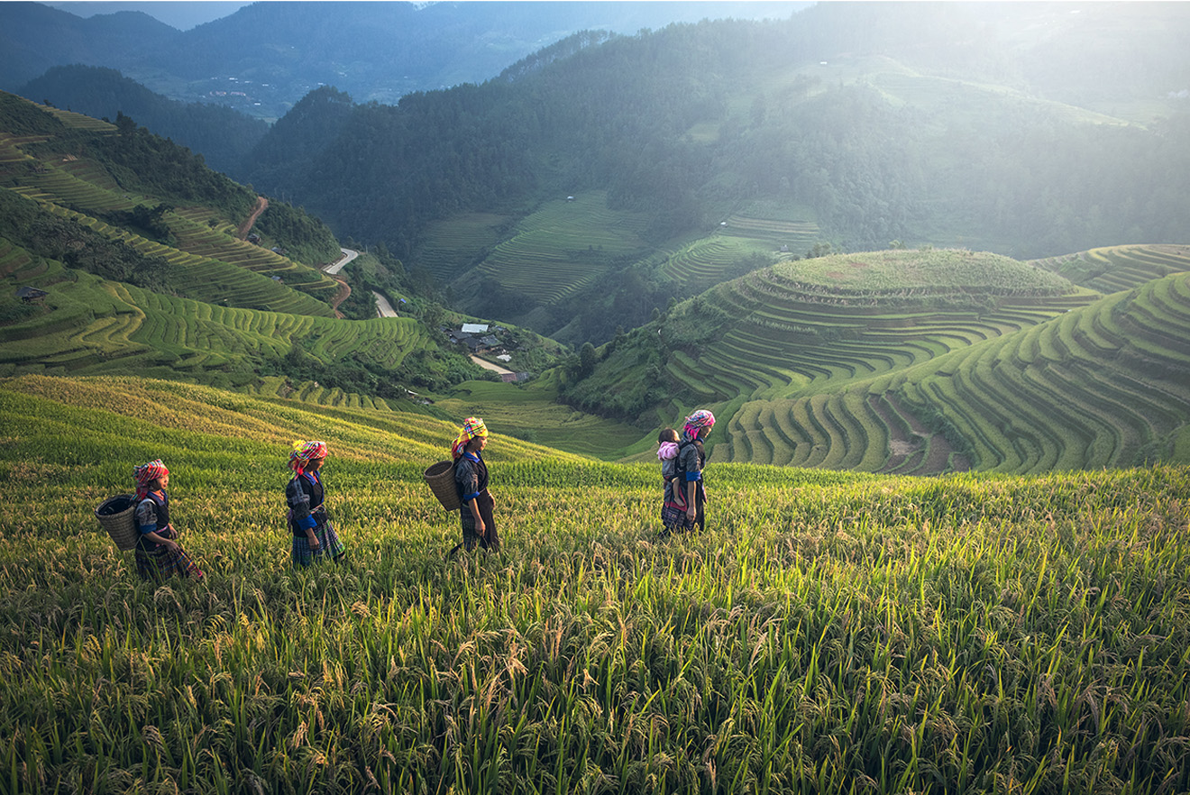 Farmers in rice terraces, Vietnam.